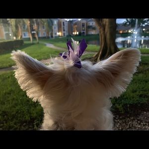 Meet your Posher, Adonis